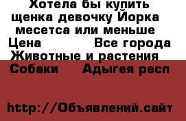 Хотела бы купить щенка девочку Йорка 2 месетса или меньше › Цена ­ 5 000 - Все города Животные и растения » Собаки   . Адыгея респ.